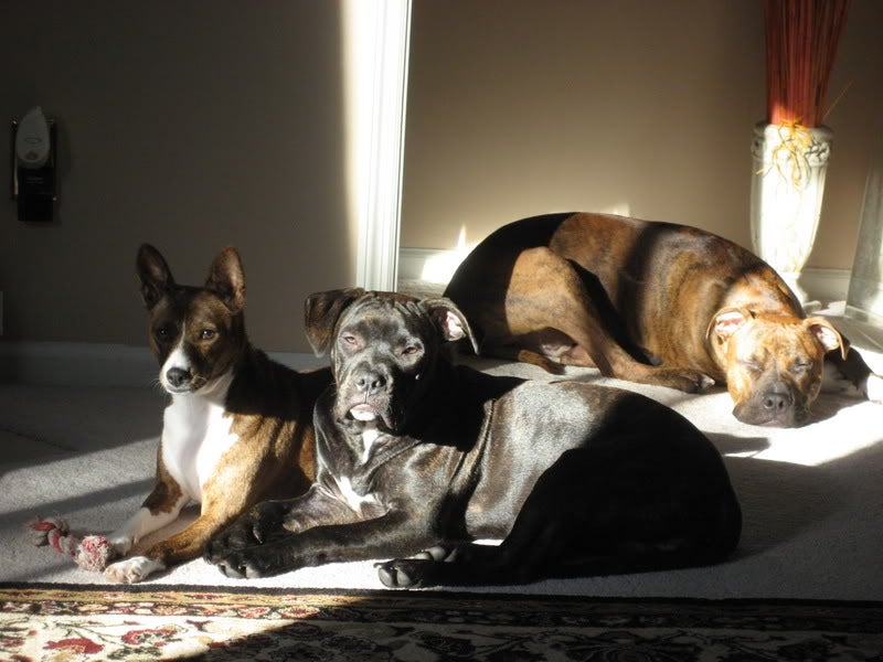 kane brown brindle pitbull mix 4 yo